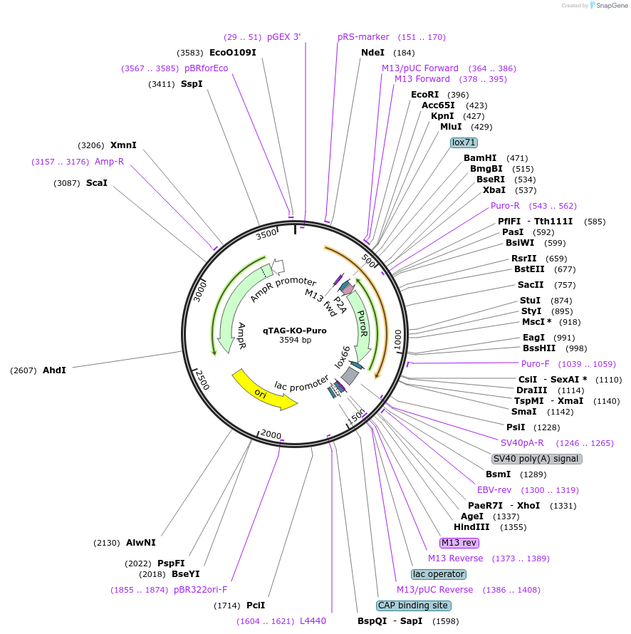 227262-plasmid-map-sequence-id-452000