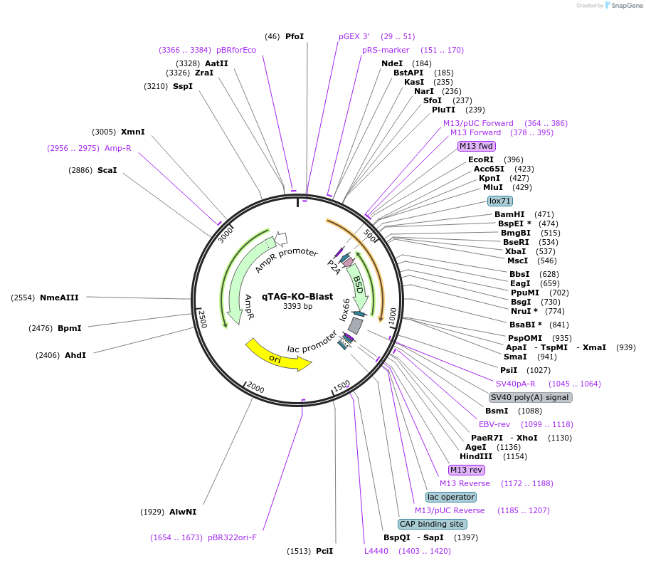 227263-plasmid-map-sequence-id-452004