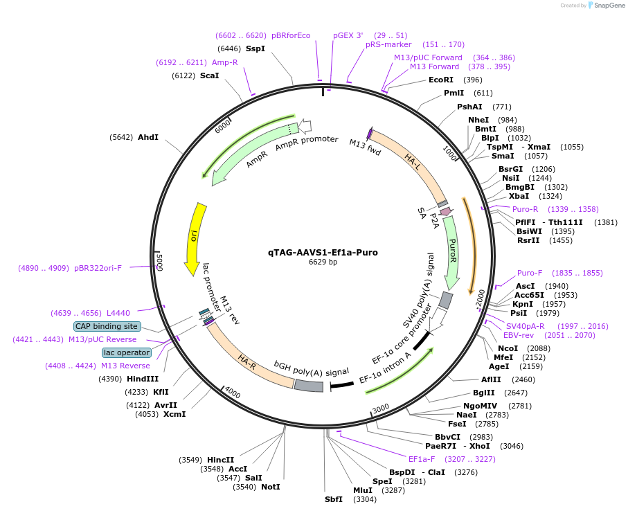 227266-plasmid-map-sequence-id-452014