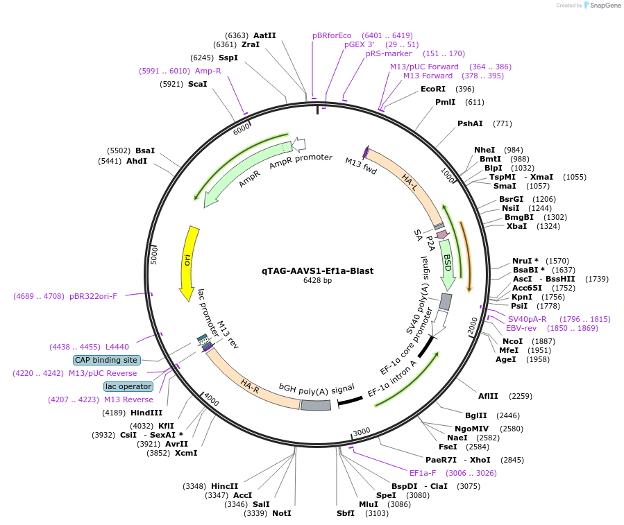 227267-plasmid-map-sequence-id-452017