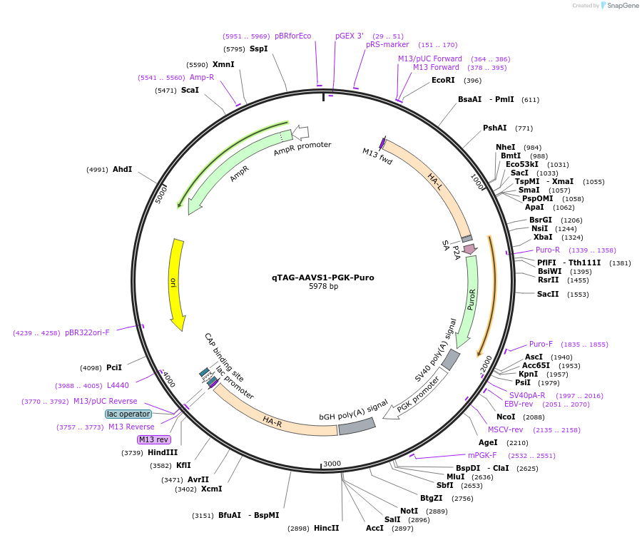 227269-plasmid-map-sequence-id-452020