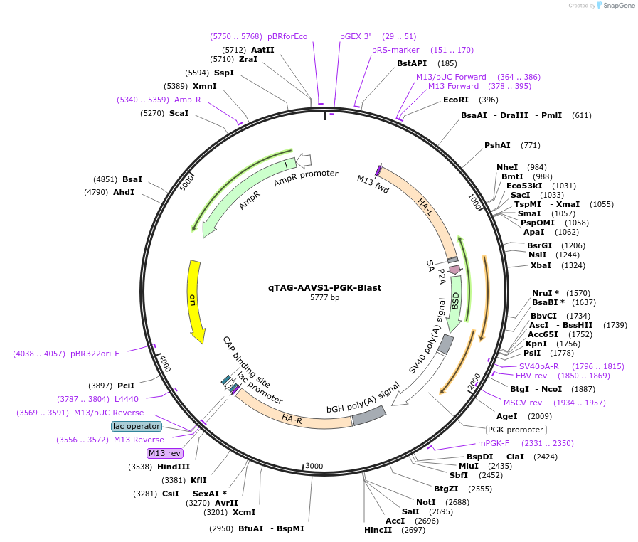227270-plasmid-map-sequence-id-452024