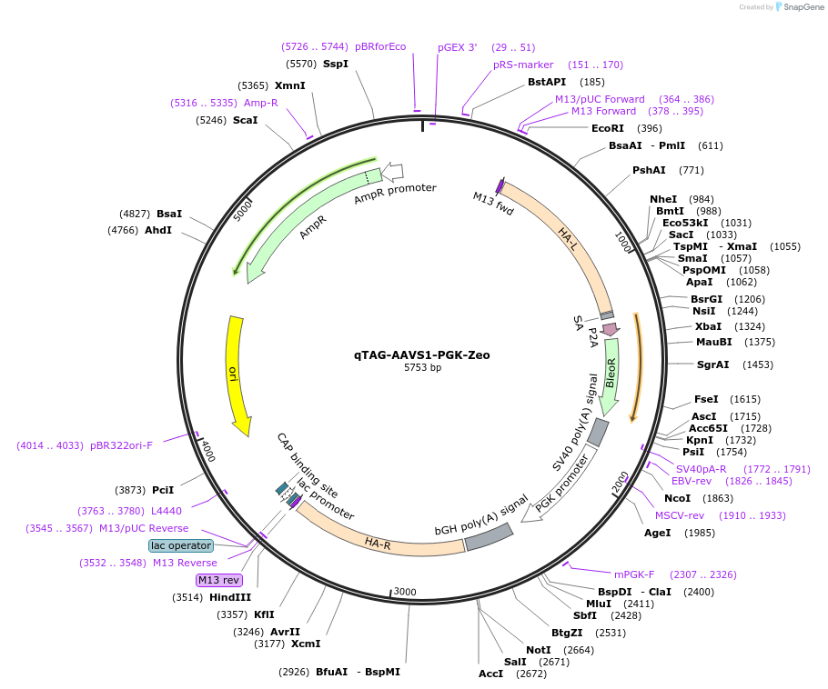 227271-plasmid-map-sequence-id-452027