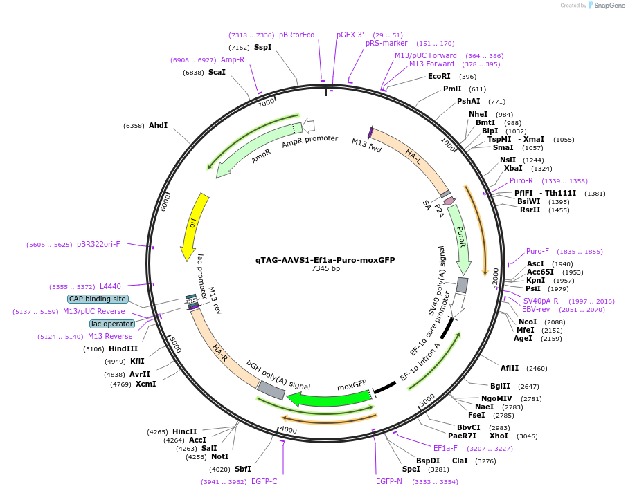 227273-plasmid-map-sequence-id-452031