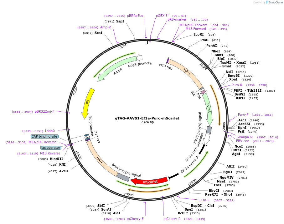 227274-plasmid-map-sequence-id-452035