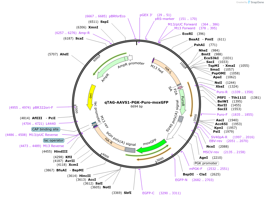 227275-plasmid-map-sequence-id-452039