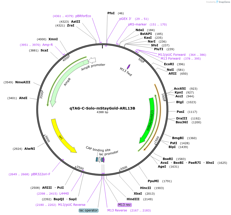 227277-plasmid-map-sequence-id-452043