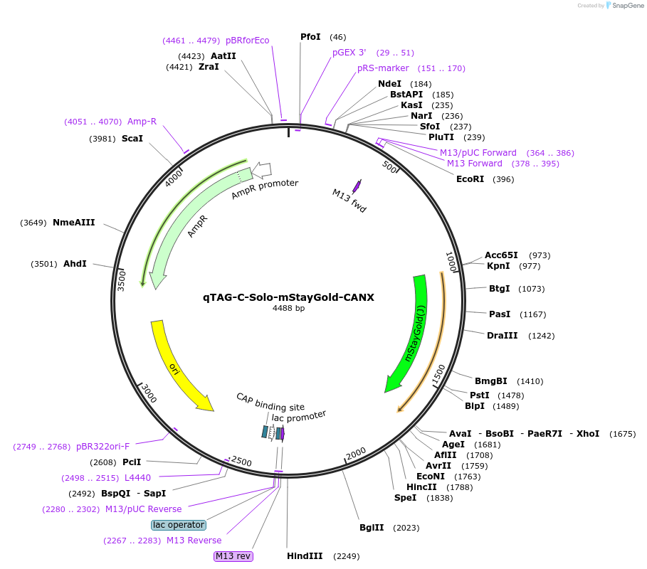 227280-plasmid-map-sequence-id-452047