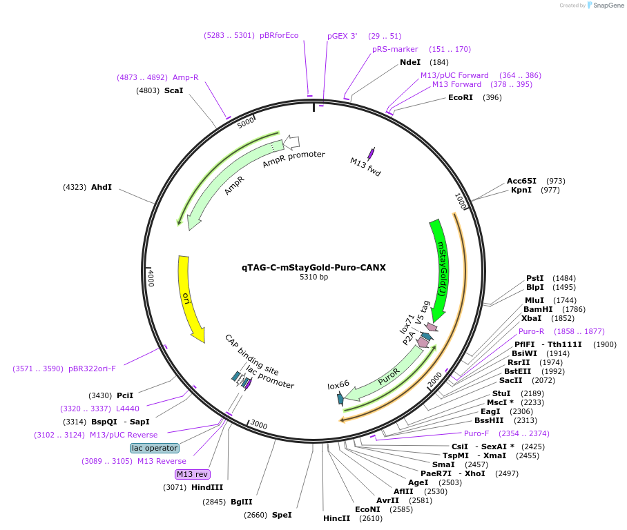 227281-plasmid-map-sequence-id-452050