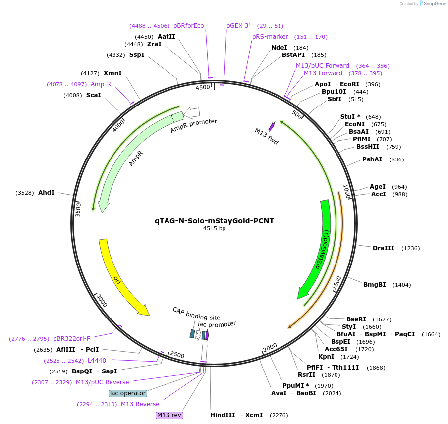 227285-plasmid-map-sequence-id-452054
