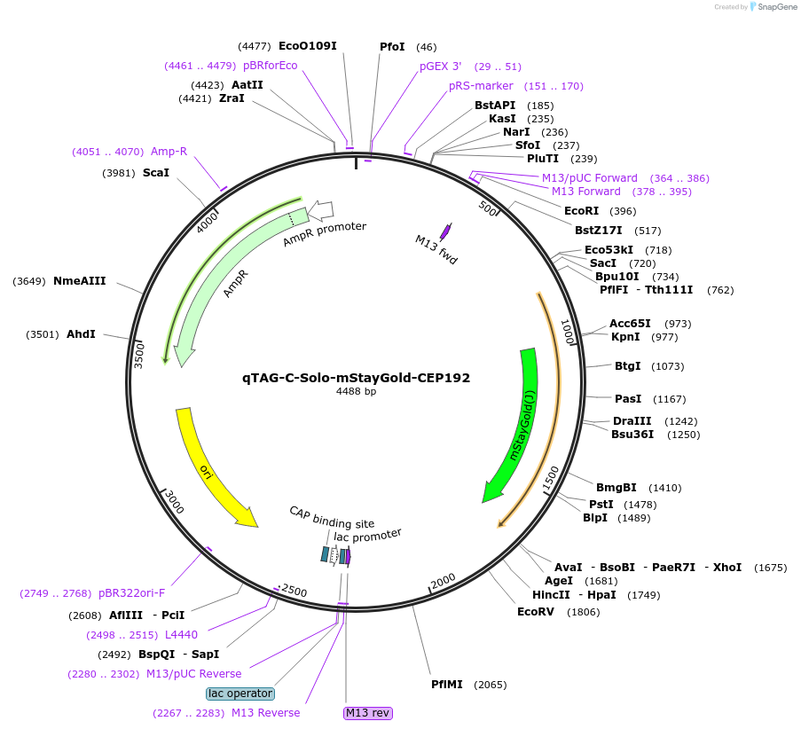 227289-plasmid-map-sequence-id-452061