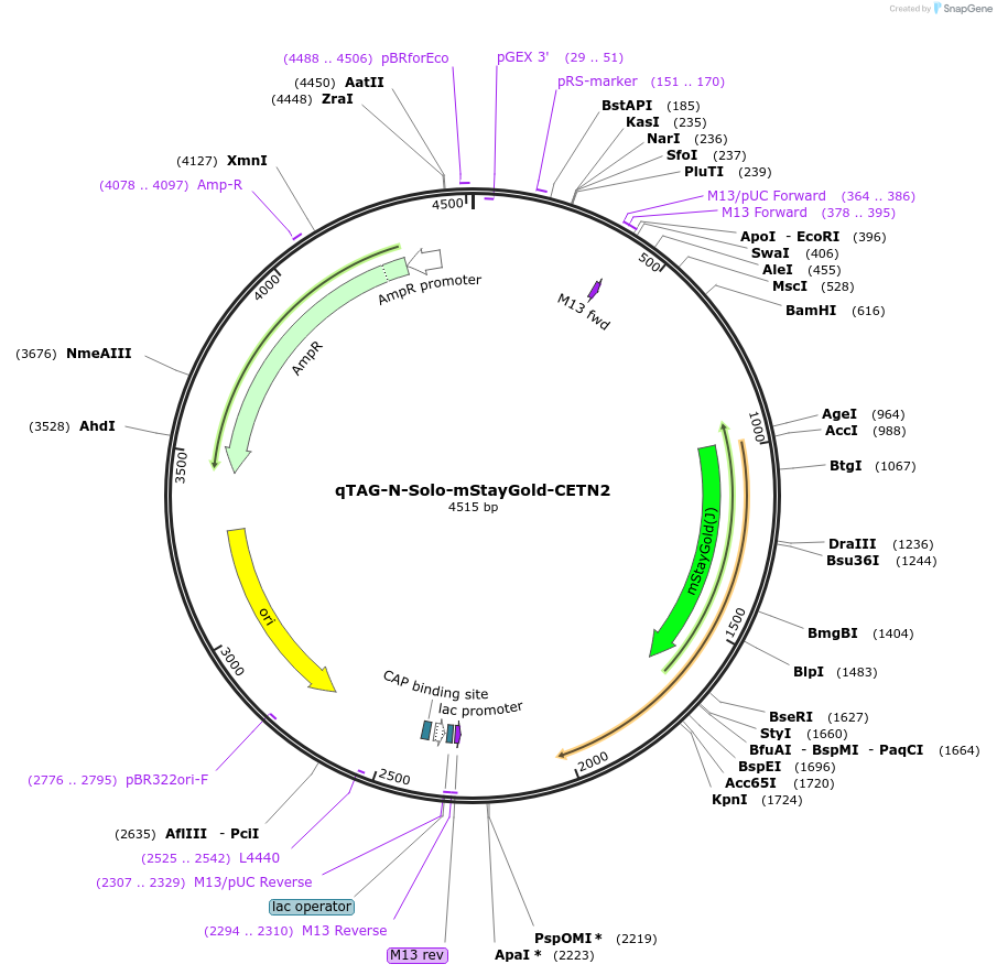 227292-plasmid-map-sequence-id-452065