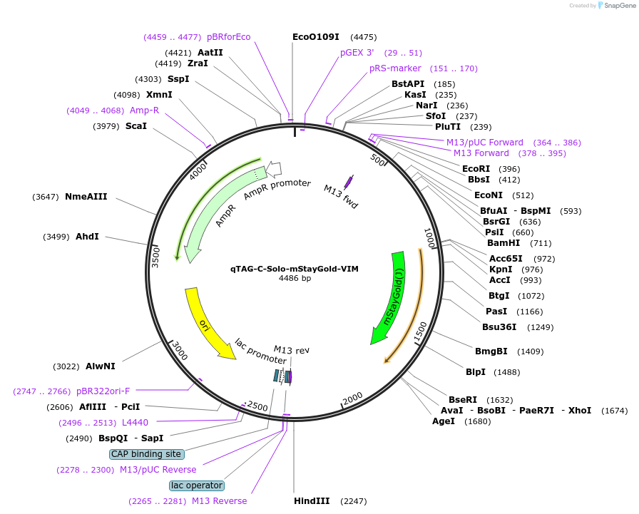 227302-plasmid-map-sequence-id-452073