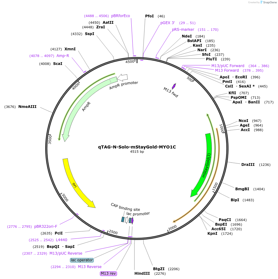 227306-plasmid-map-sequence-id-452076