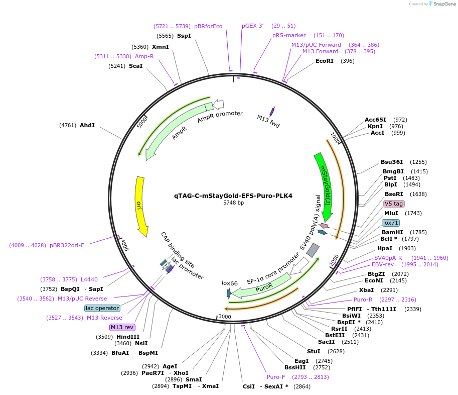 227311-plasmid-map-sequence-id-452079
