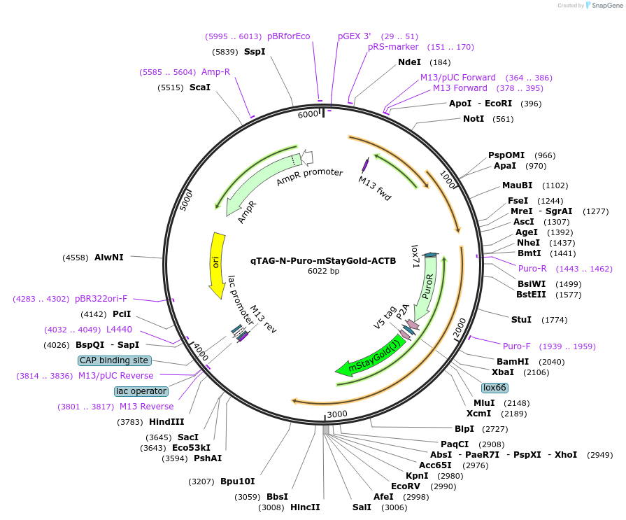 227320-plasmid-map-sequence-id-452091