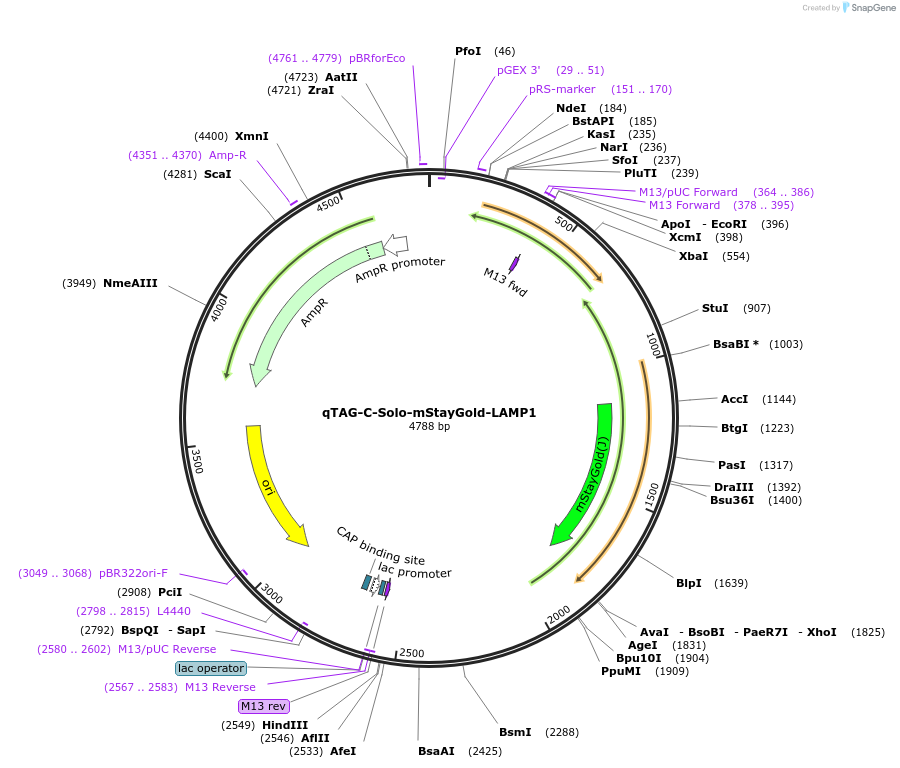 227322-plasmid-map-sequence-id-452101
