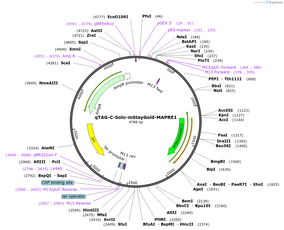 227324-plasmid-map-sequence-id-452106