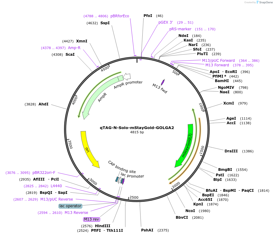 227325-plasmid-map-sequence-id-452110