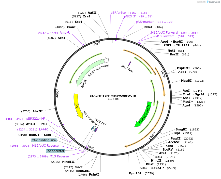 227326-plasmid-map-sequence-id-452114