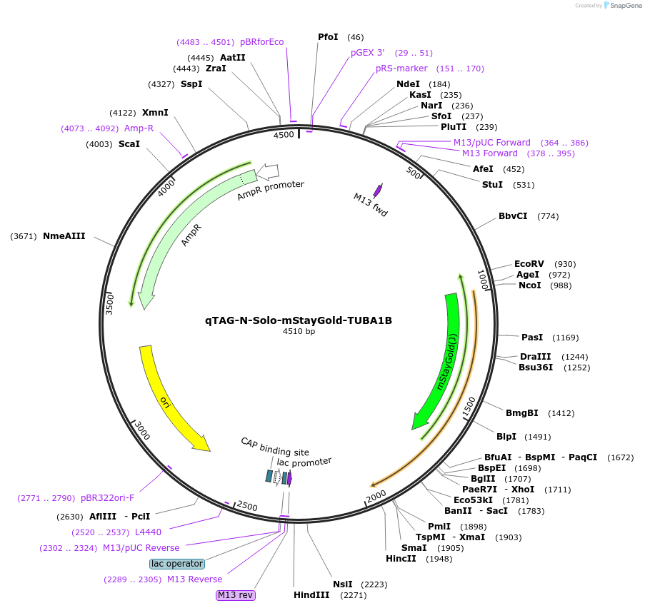 227327-plasmid-map-sequence-id-452117