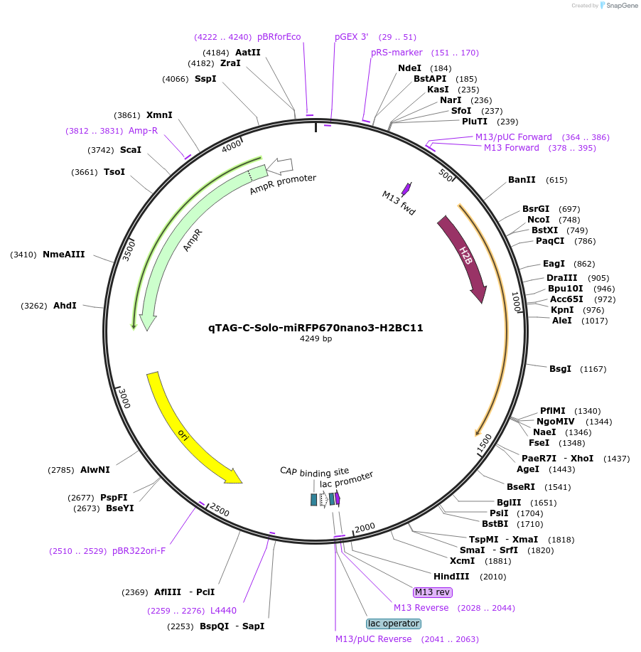 227331-plasmid-map-sequence-id-452128