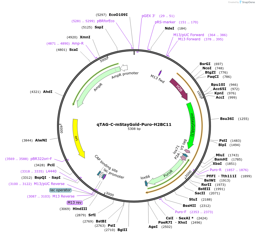 227332-plasmid-map-sequence-id-452132