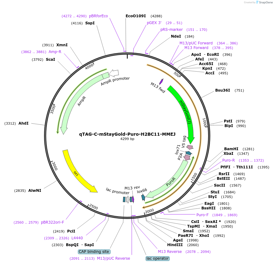 227333-plasmid-map-sequence-id-452137