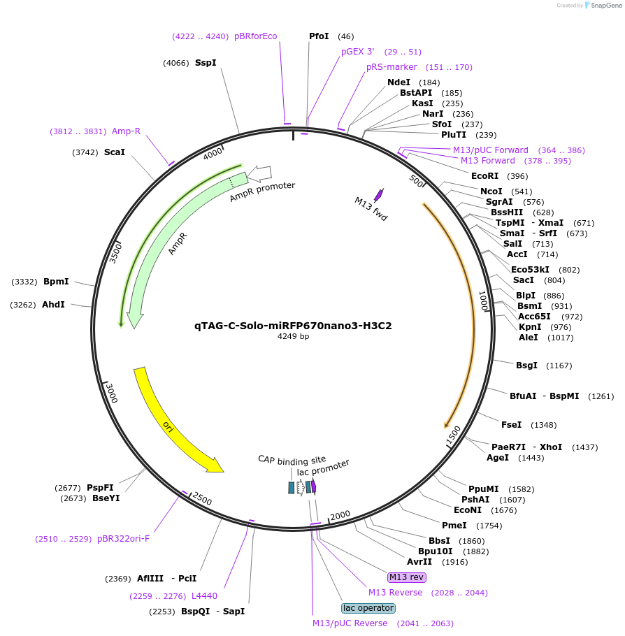 227335-plasmid-map-sequence-id-452142