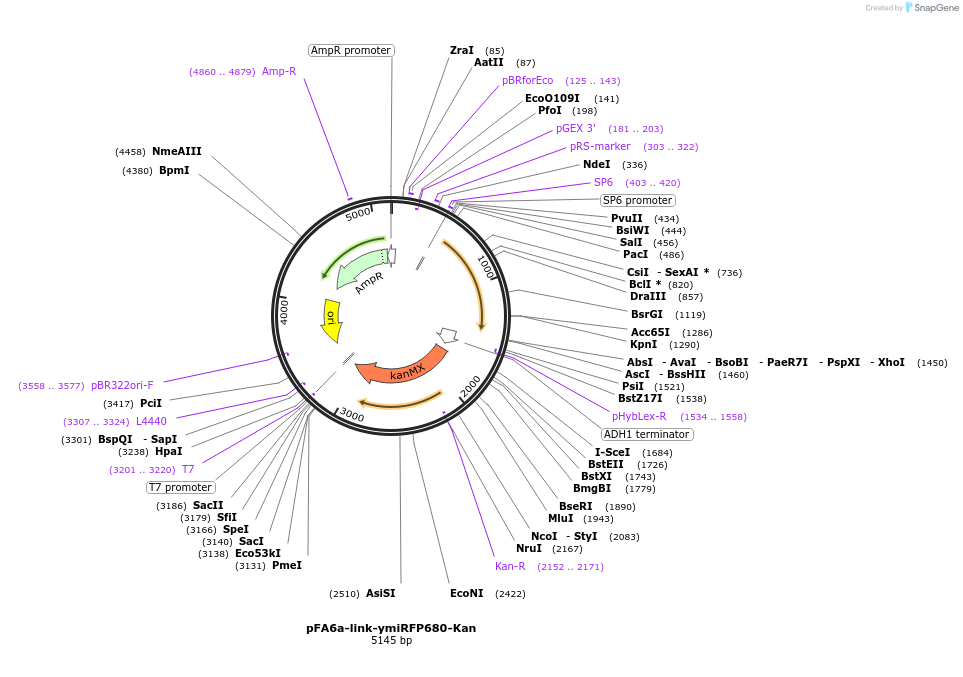 224090-plasmid-map-sequence-id-452185