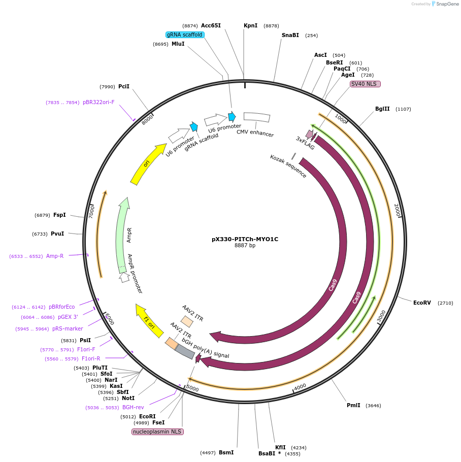227305-plasmid-map-sequence-id-452213