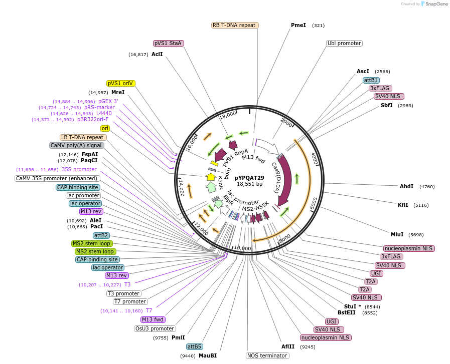 223401-plasmid-map-sequence-id-452216