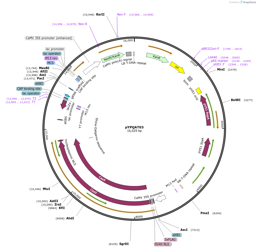 223375-plasmid-map-sequence-id-452219