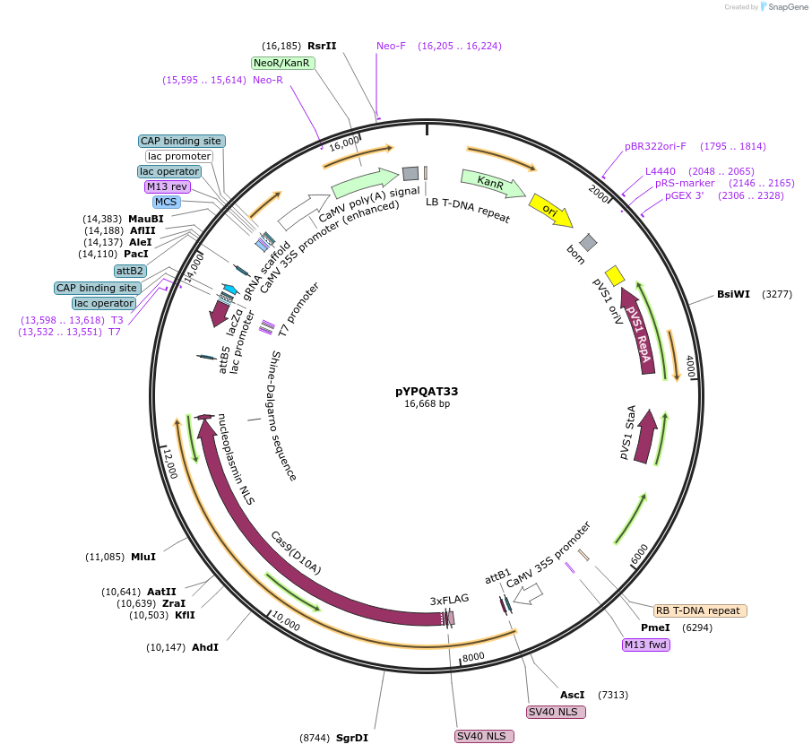 223405-plasmid-map-sequence-id-452221