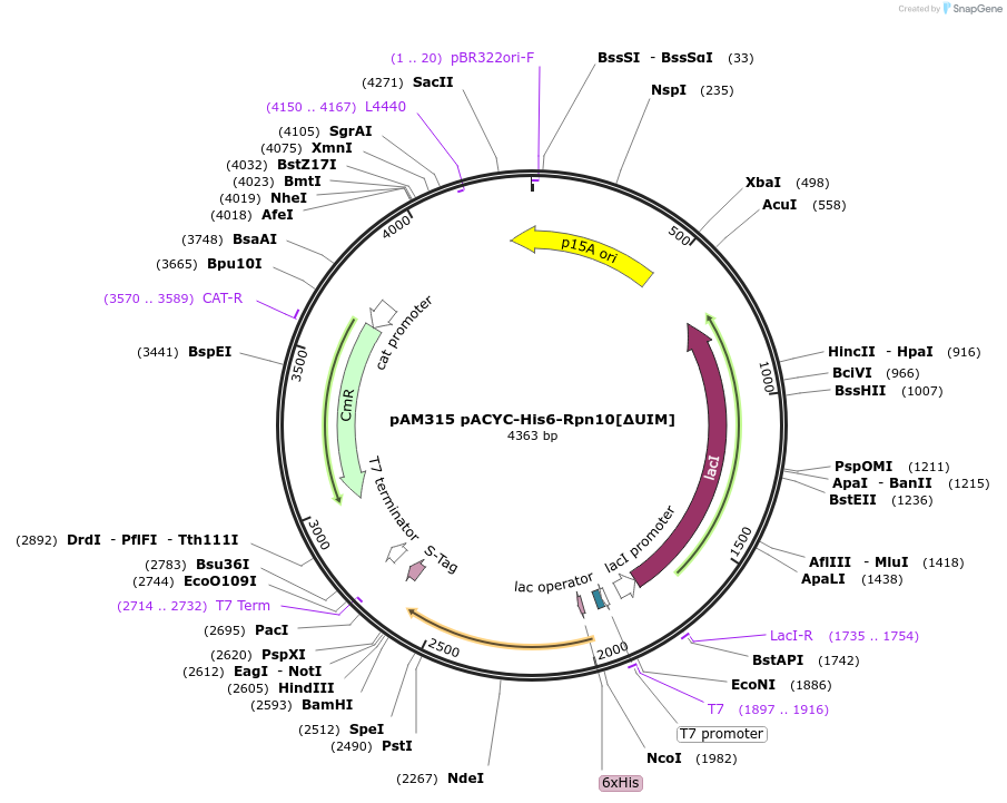226348-plasmid-map-sequence-id-452247