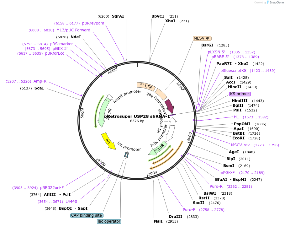 15663-plasmid-map-sequence-id-452252