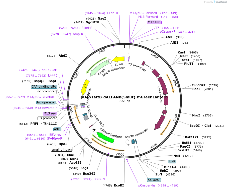 219661-plasmid-map-sequence-id-452257