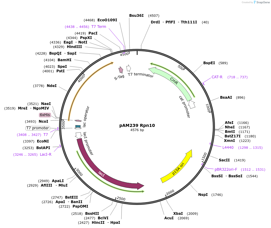 226357-plasmid-map-sequence-id-452258