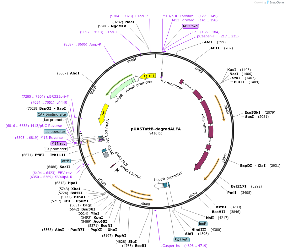 219663-plasmid-map-sequence-id-452259