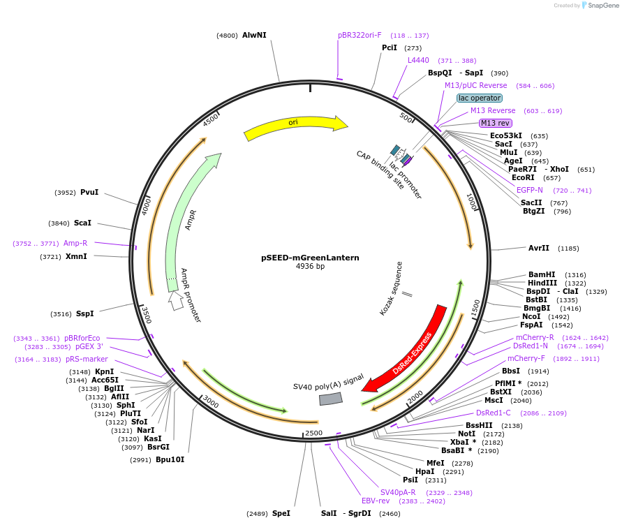 219643-plasmid-map-sequence-id-452262