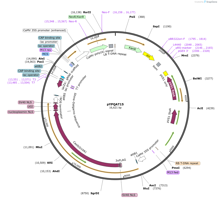 223387-plasmid-map-sequence-id-452296
