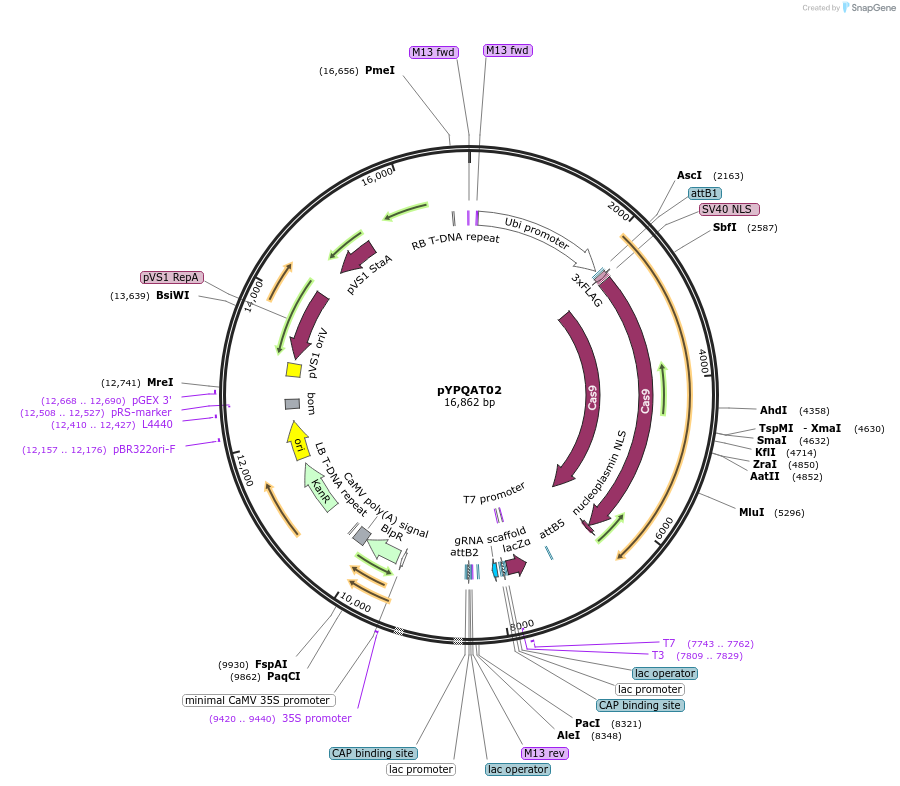 223374-plasmid-map-sequence-id-452305