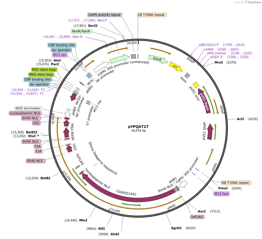 223399-plasmid-map-sequence-id-452308