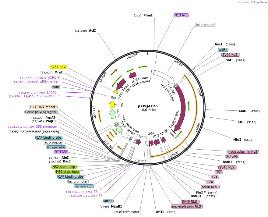 223398-plasmid-map-sequence-id-452310