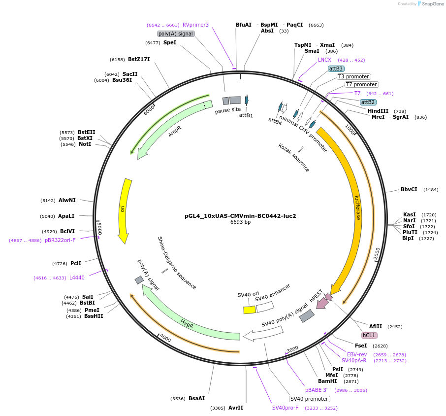 227130-plasmid-map-sequence-id-452320