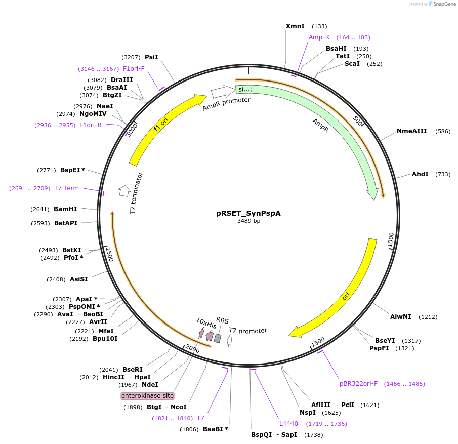 223812-plasmid-map-sequence-id-452323