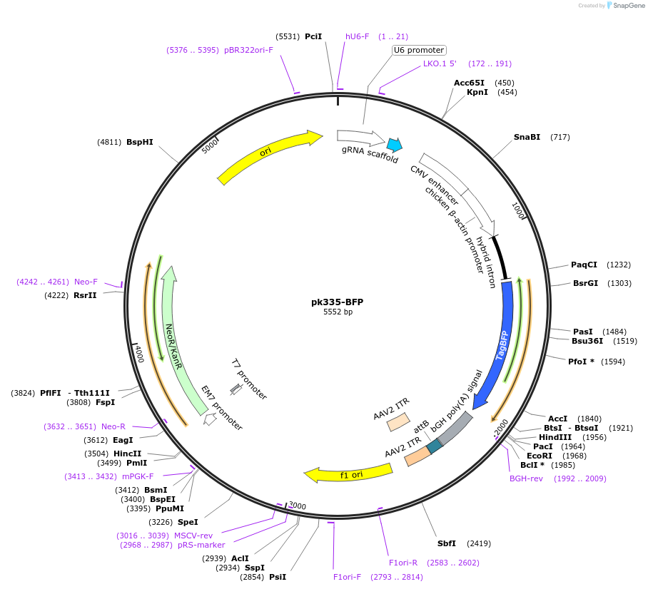 227505-plasmid-map-sequence-id-452326