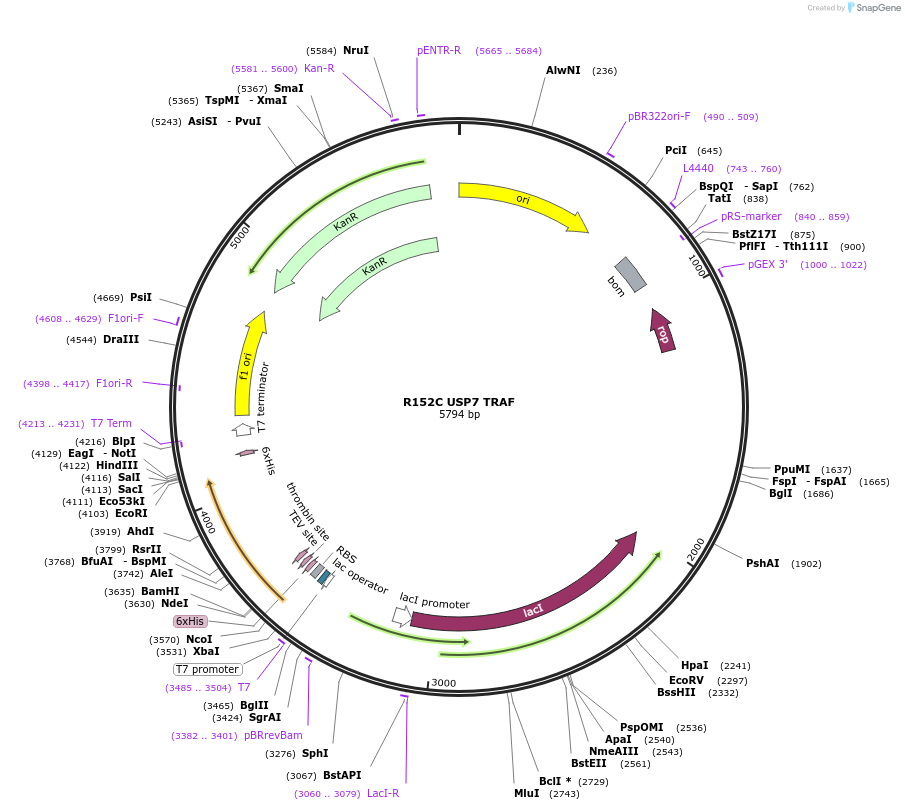 227229-plasmid-map-sequence-id-452330