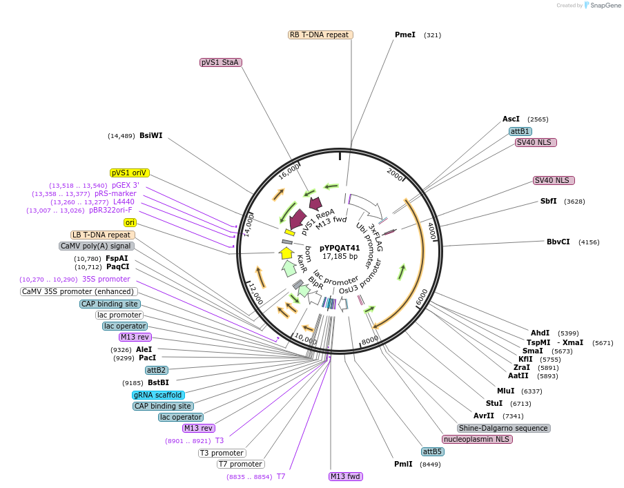 223413-plasmid-map-sequence-id-452335