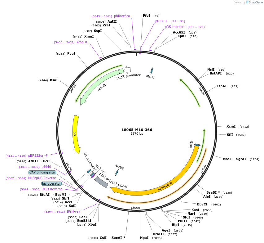 225669-plasmid-map-sequence-id-452336